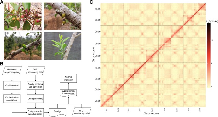 Fig. 1.