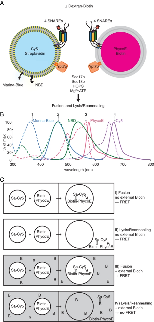 FIGURE 4: