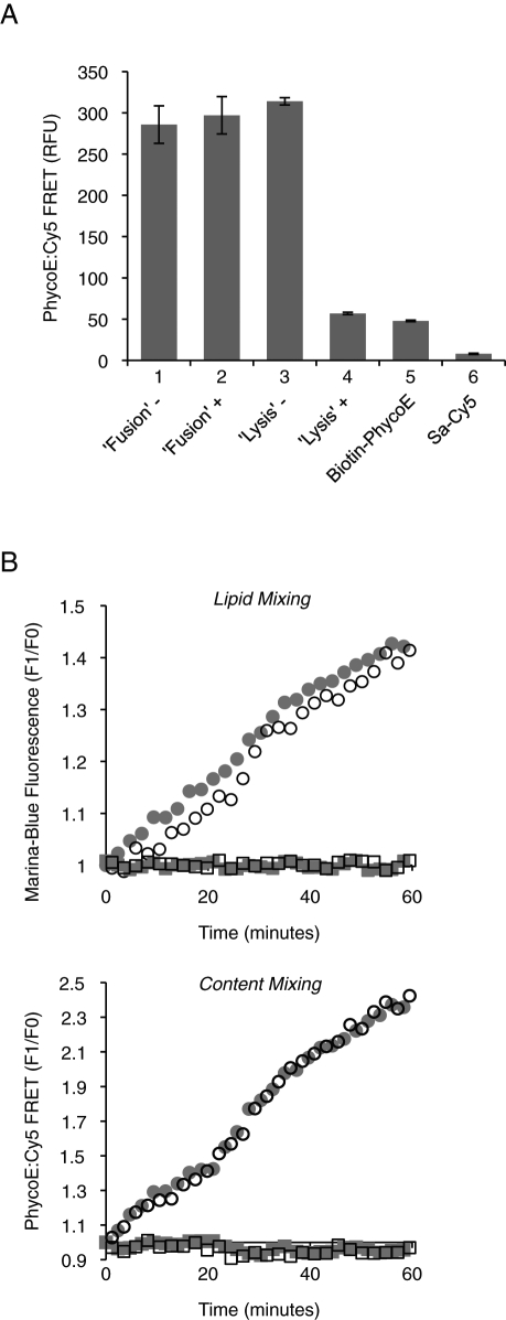 FIGURE 5: