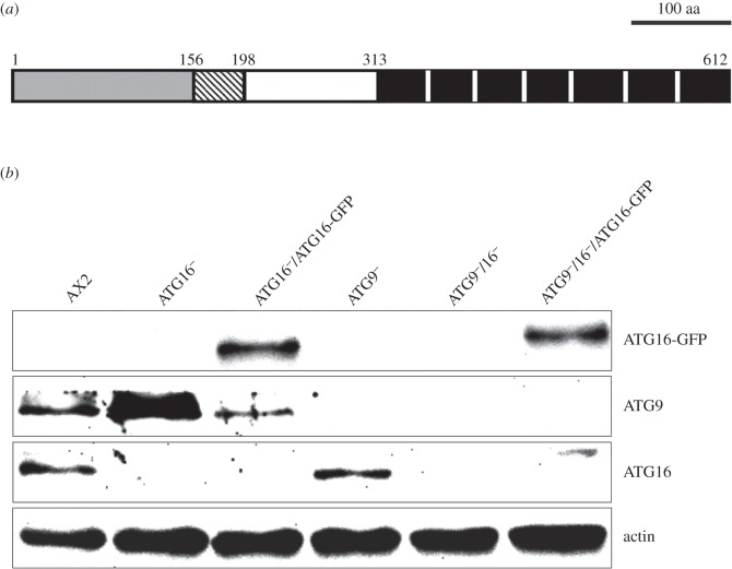 Figure 1.