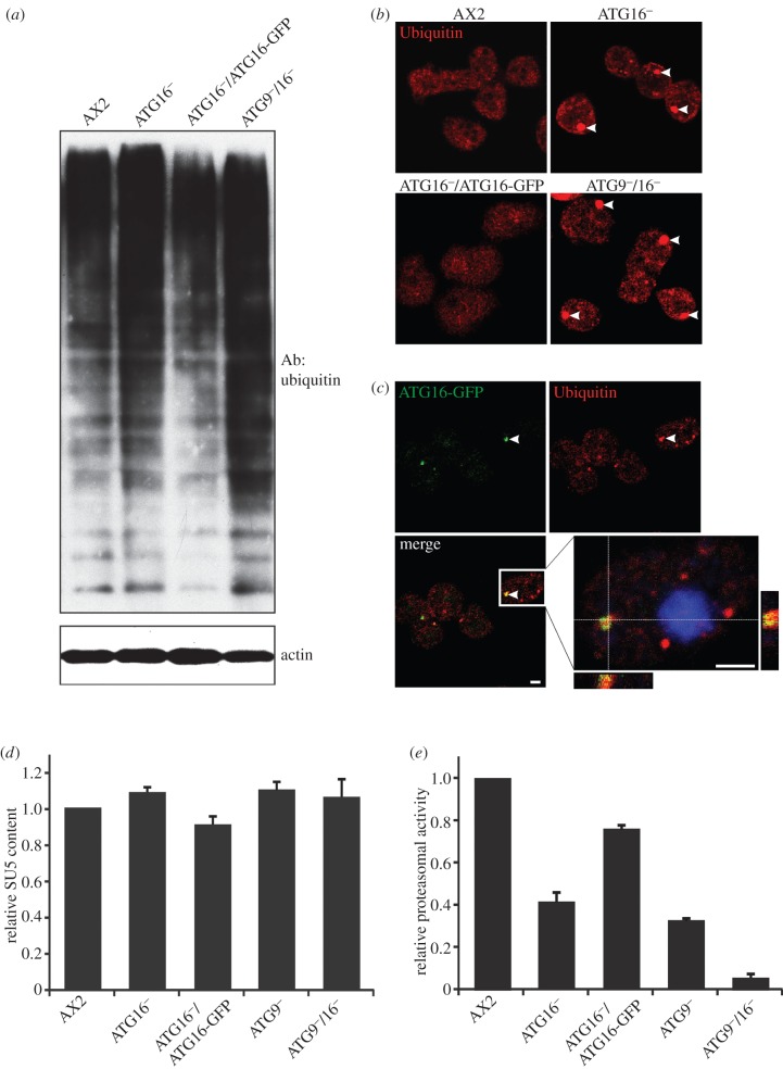 Figure 6.