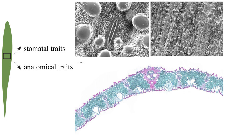 Figure 2