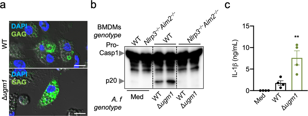 Extended Data Fig. 4.