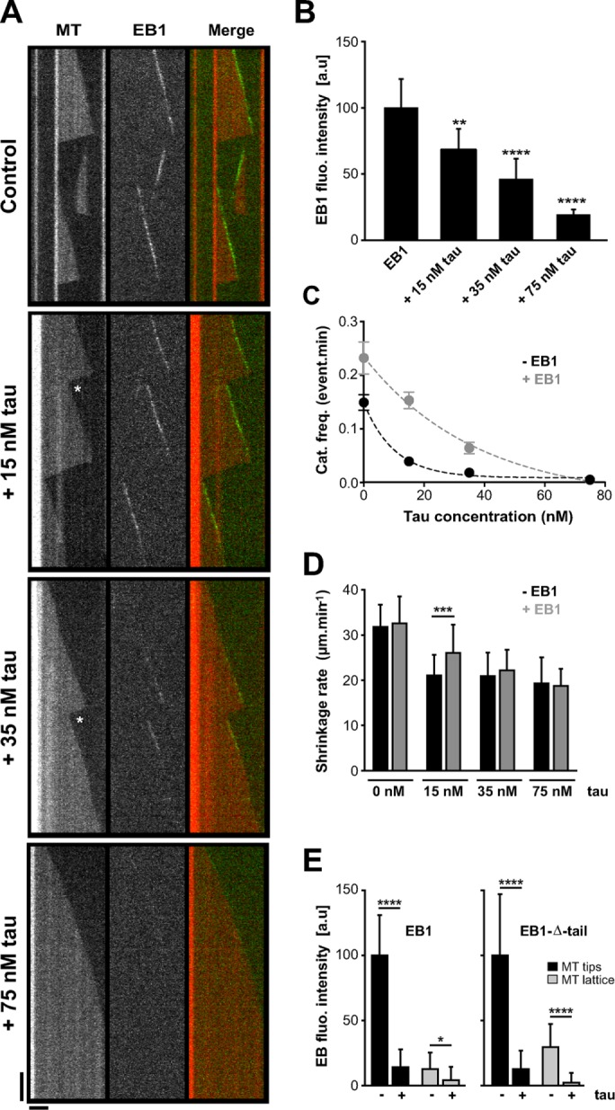 FIGURE 1: