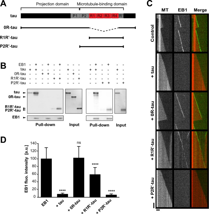 FIGURE 4: