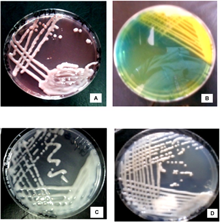 FIGURE 1