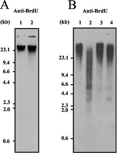 FIG. 8.