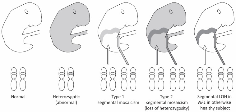 Figure 19