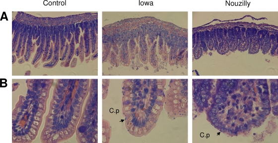 FIG. 2.