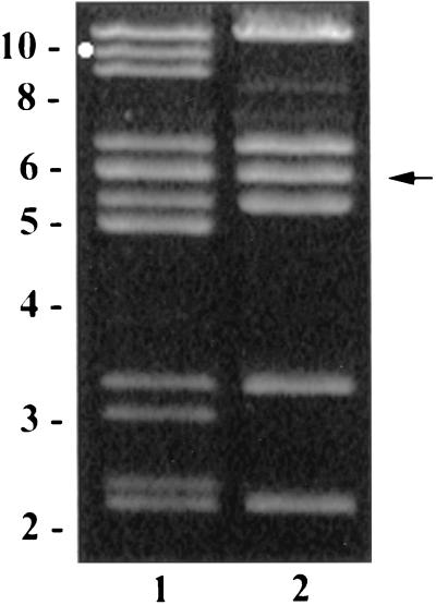 FIG. 1