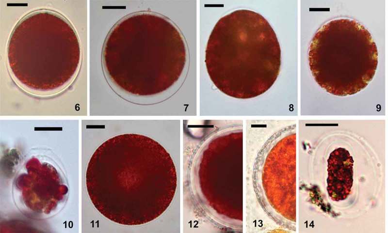 Figs 6–14.