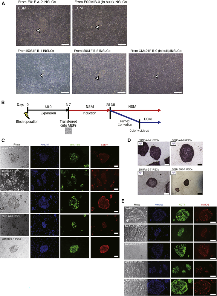 Figure 2