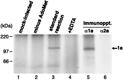 FIG. 8