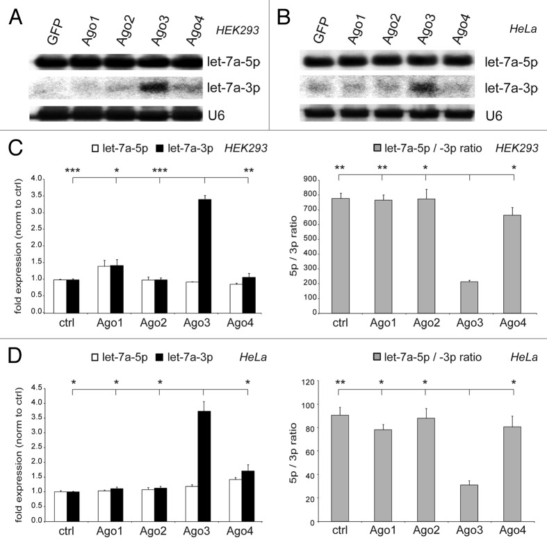 graphic file with name rna-10-1631-g2.jpg