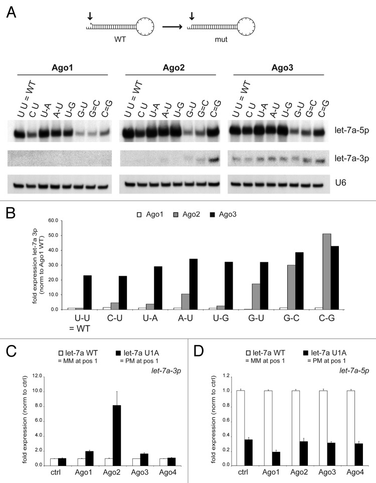 graphic file with name rna-10-1631-g5.jpg