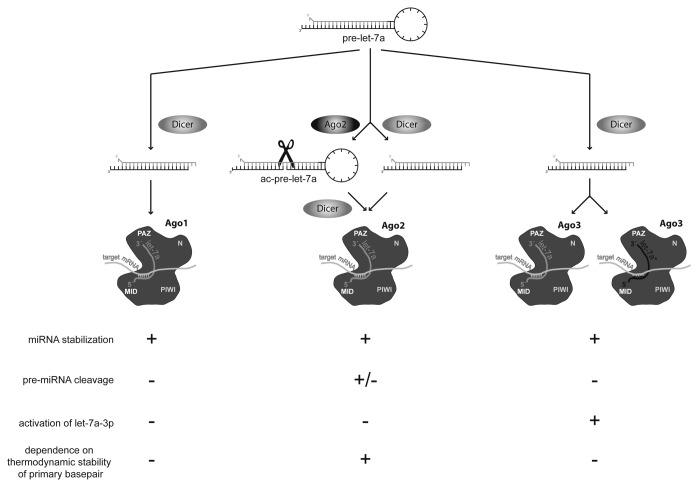 graphic file with name rna-10-1631-g7.jpg