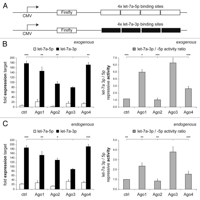 graphic file with name rna-10-1631-g4.jpg