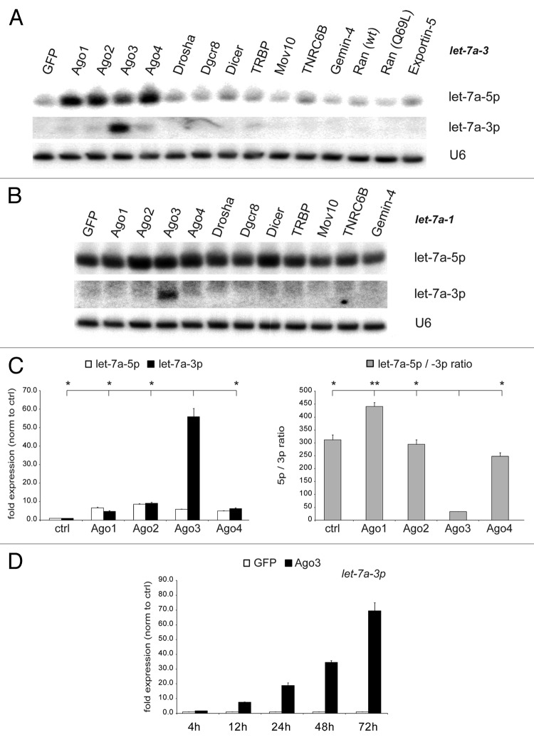 graphic file with name rna-10-1631-g1.jpg