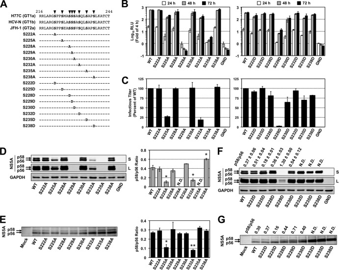 Involvement of Hepatitis C Virus NS5A Hyperphosphorylation Mediated by ...