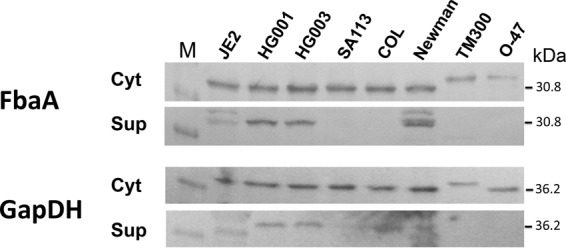 FIG 1