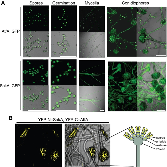 Fig. 8