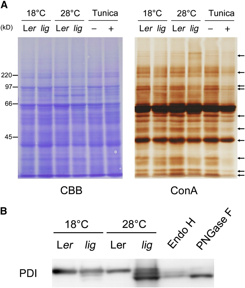 Figure 11.