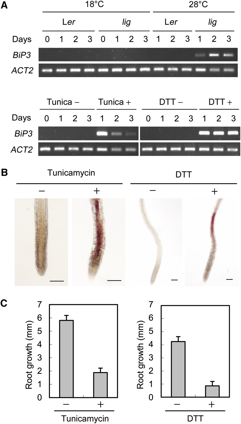 Figure 12.