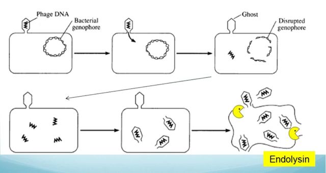 graphic file with name fnu019fig1g.jpg