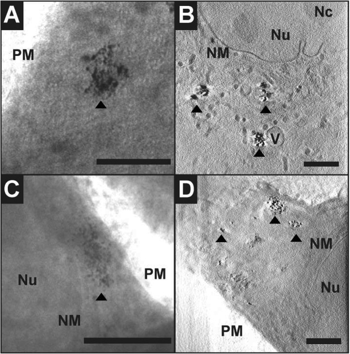 Fig. 7