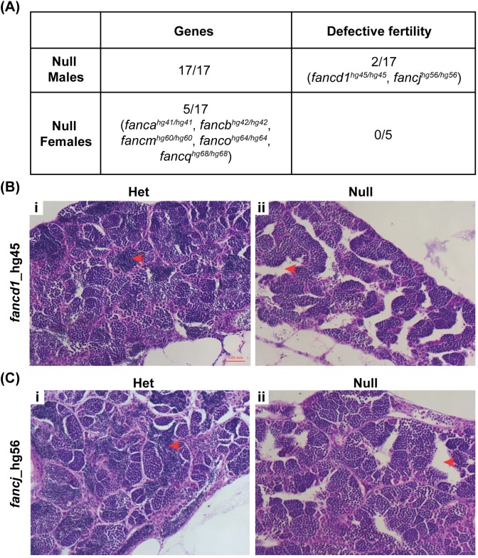 Fig 7