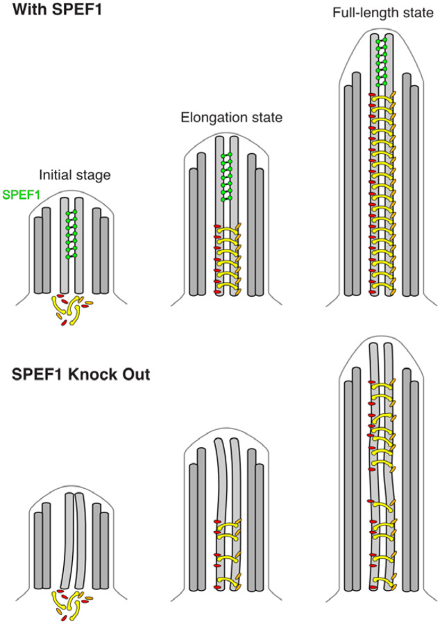 Figure 7: