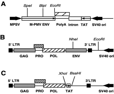 FIG. 1.