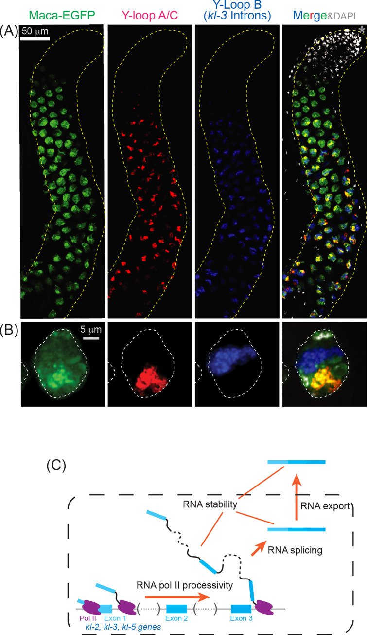 Fig 12