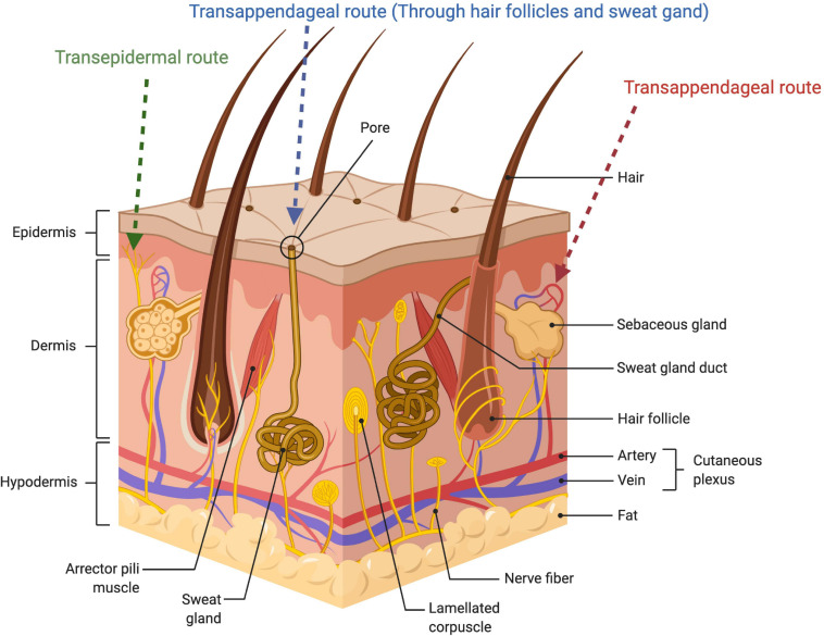 FIGURE 2