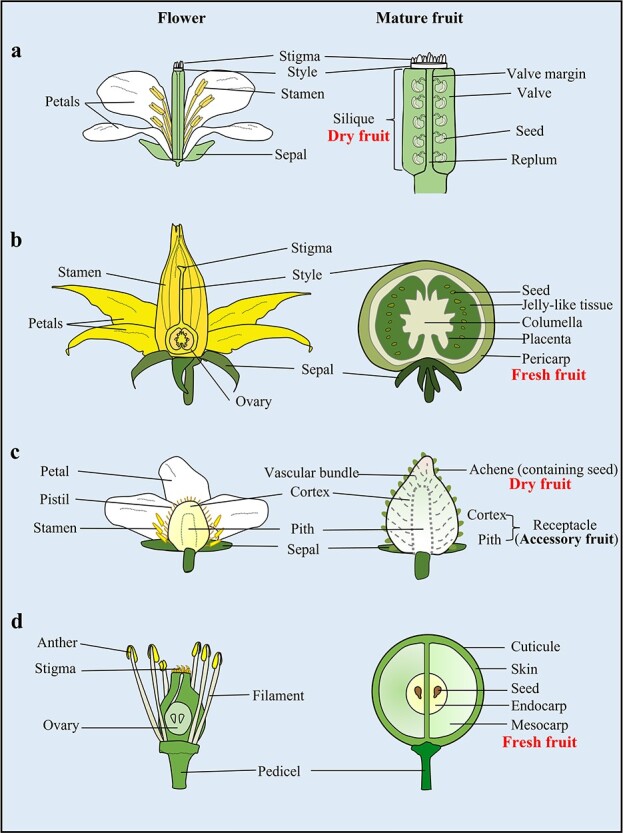 Interplays between auxin and GA signaling coordinate early fruit ...