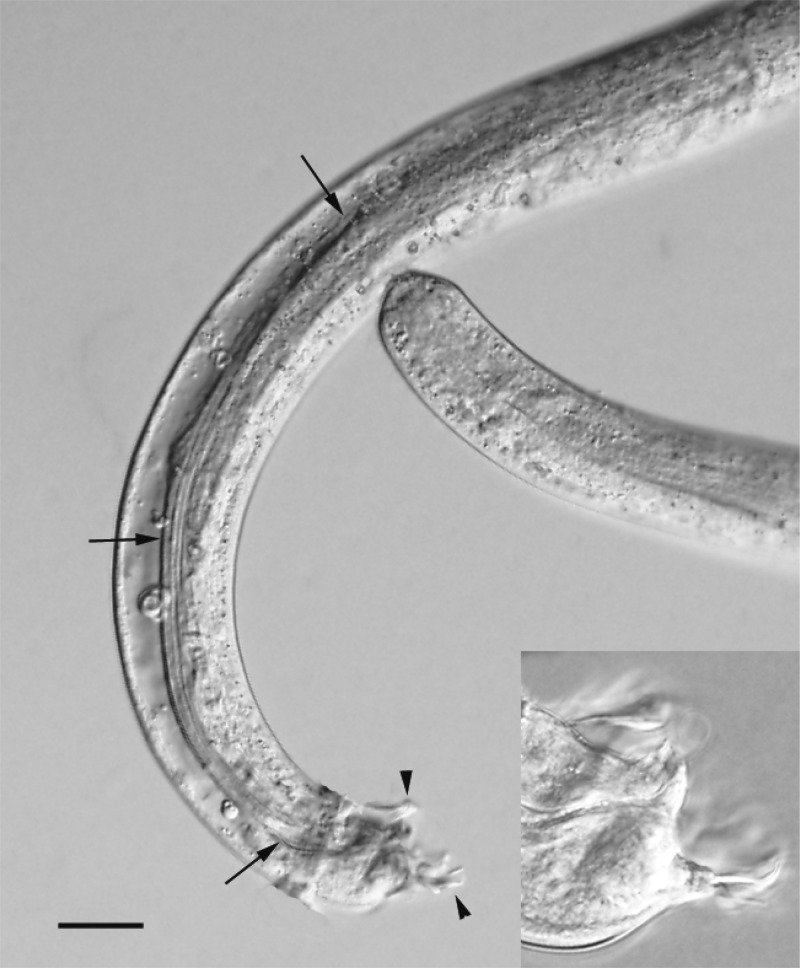Figure 2.
