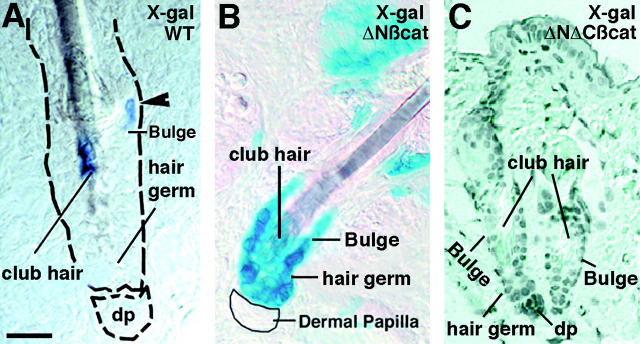 Figure 5.