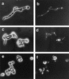 FIG. 6