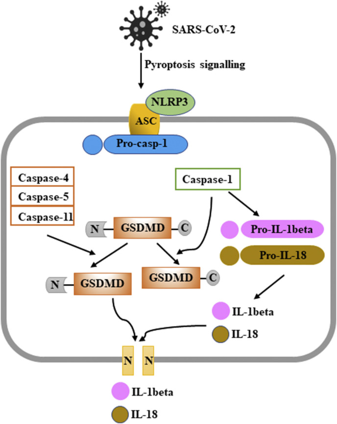 Fig. 6