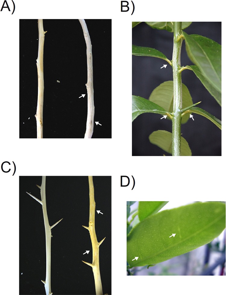 FIG 2