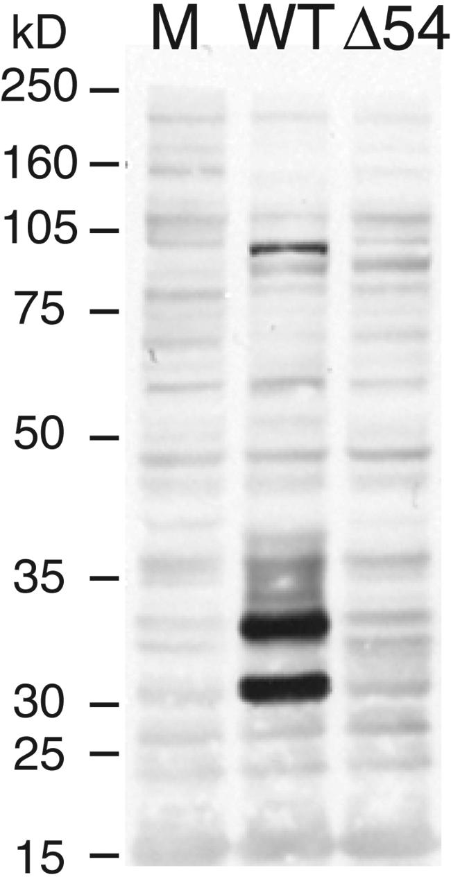 FIG. 12.