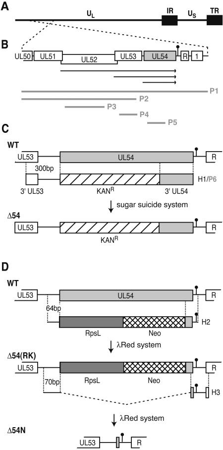 FIG. 1.