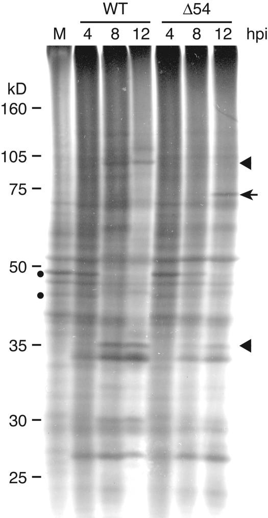 FIG. 5.