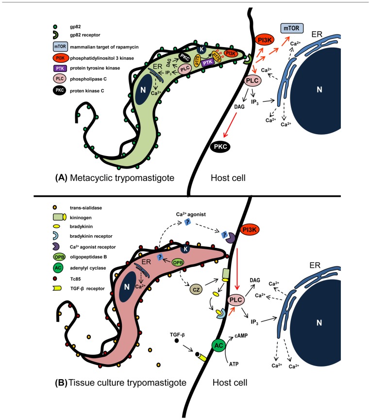 FIGURE 1