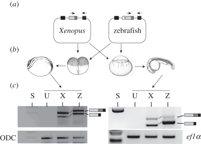 Figure 5.