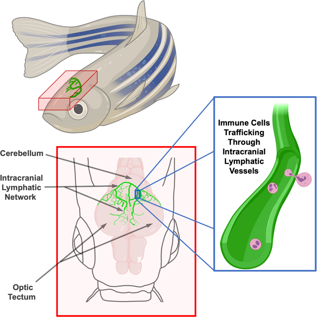 graphic file with name nihms-1643488-f0001.jpg