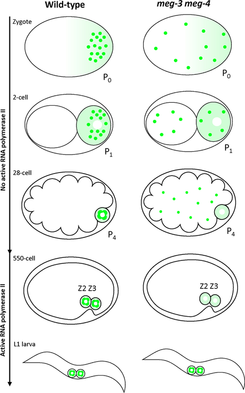 Fig. 1: