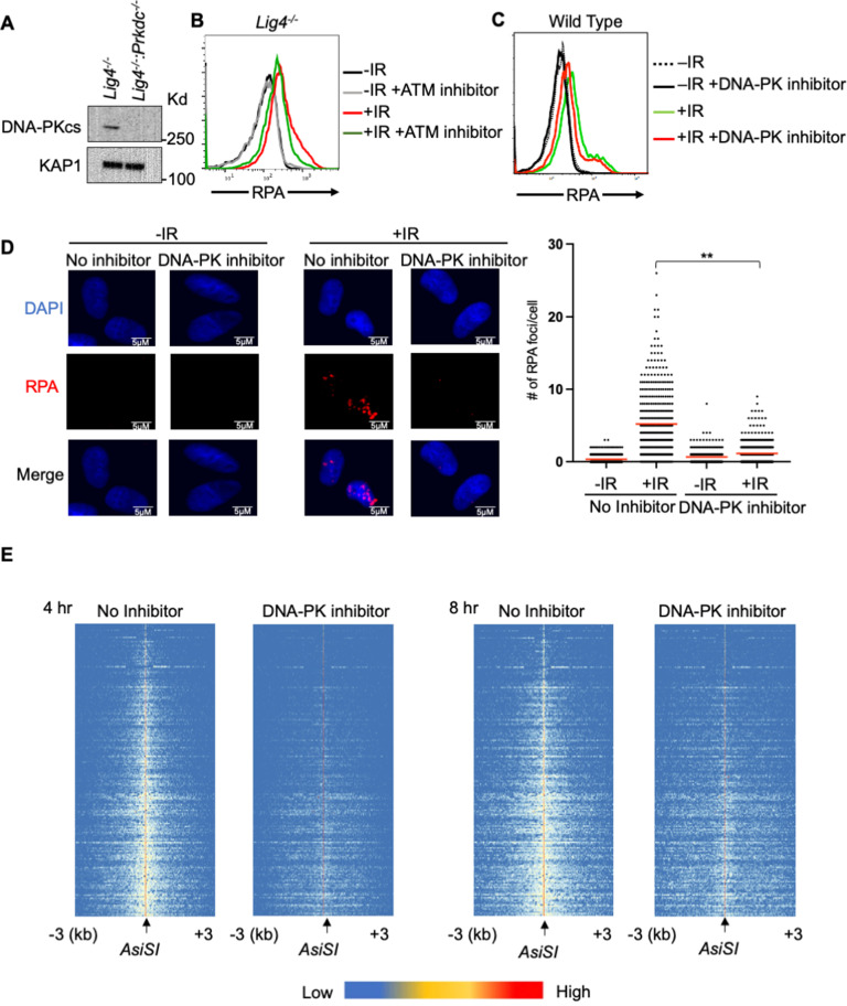 Figure 2—figure supplement 1.