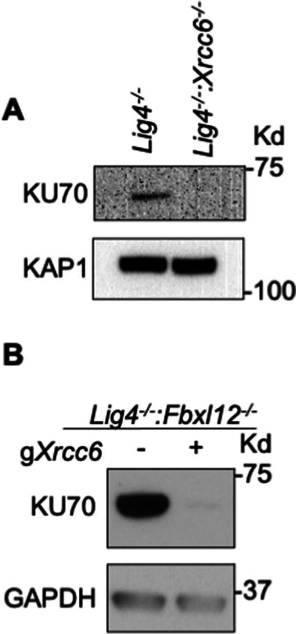 Figure 3—figure supplement 1.