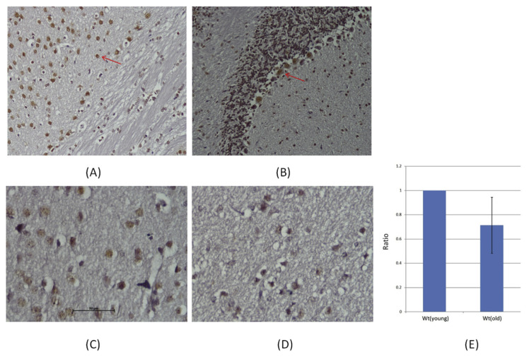 Fig. 11